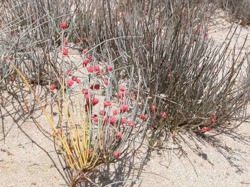 Ephedra distachya